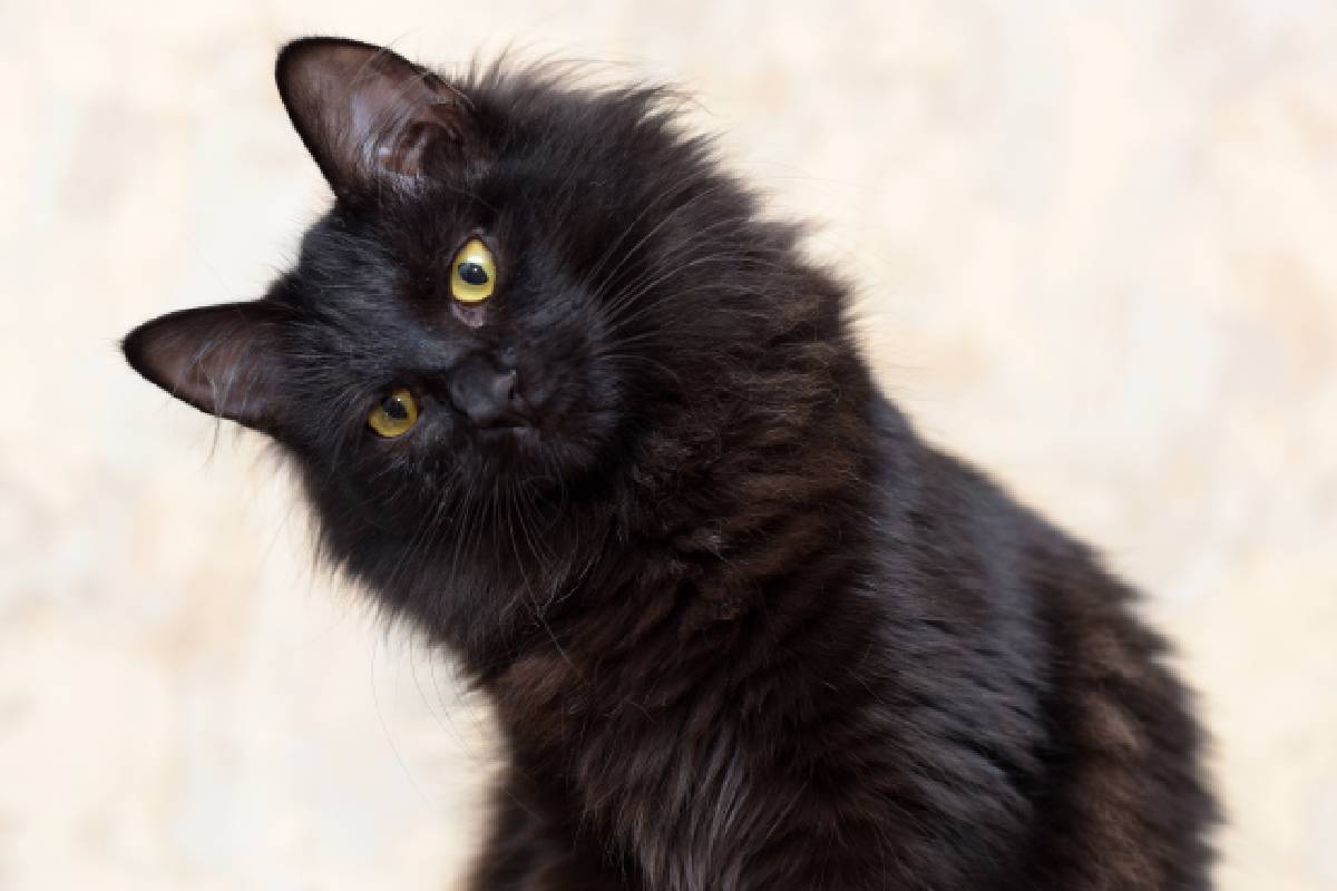 Fluffy black best sale cat breed